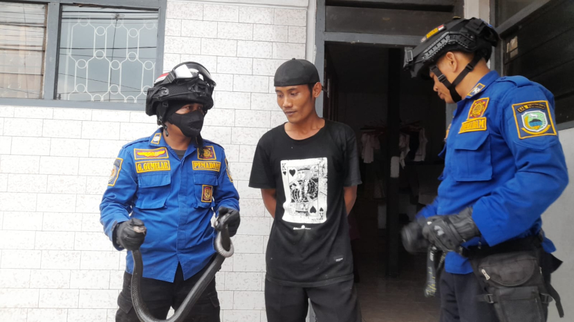 Petugas damkar Kabupaten Kuningan mengevakuasi seekor ular Kobra Jawa dari rumah warga. (Dok Damkar Kuningan)