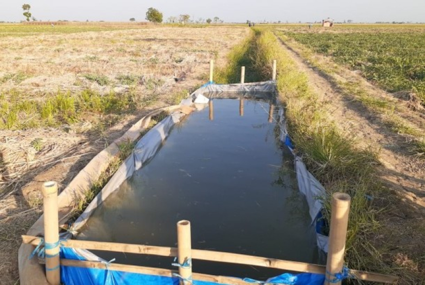 Sejumlah petani palawija di Kecamatan Kandanghaur, Kabupaten Indramayu, membuat tempat penampungan air di tengah sawah untuk mencegah tanaman agar tidak mati, Rabu (12/6). (Dok. Republika/Istimewa) 