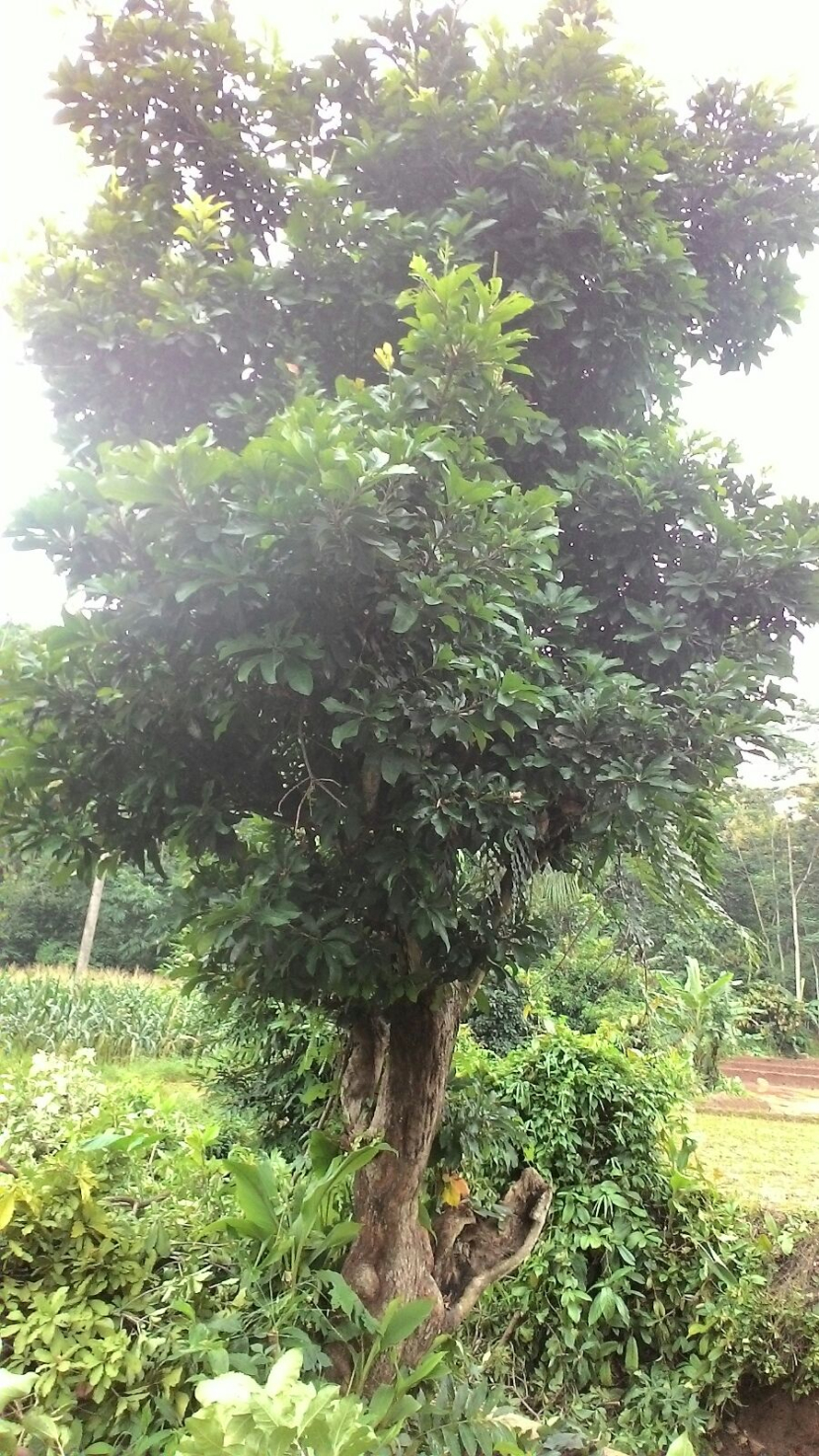 Pohon Putat.