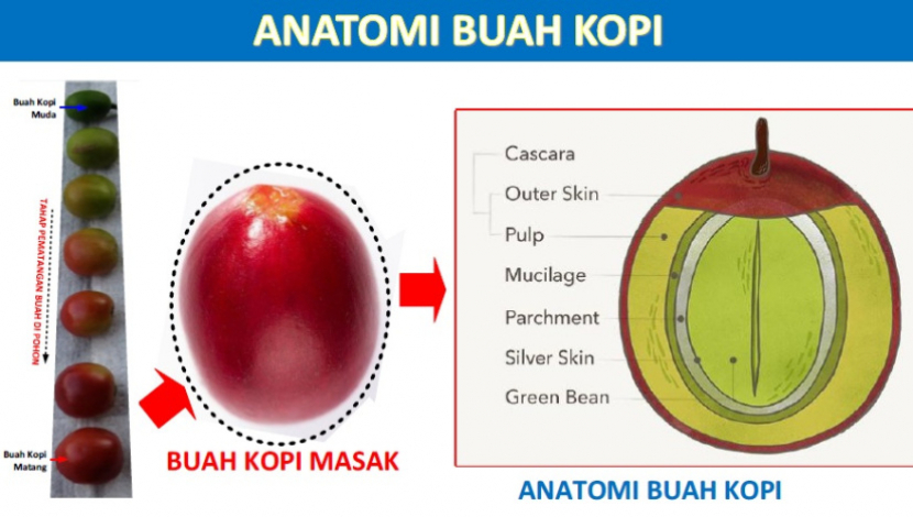 Anatomi biji kopi.