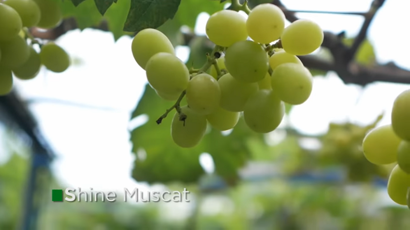 Anggur Shine Muscat -- mixgrape