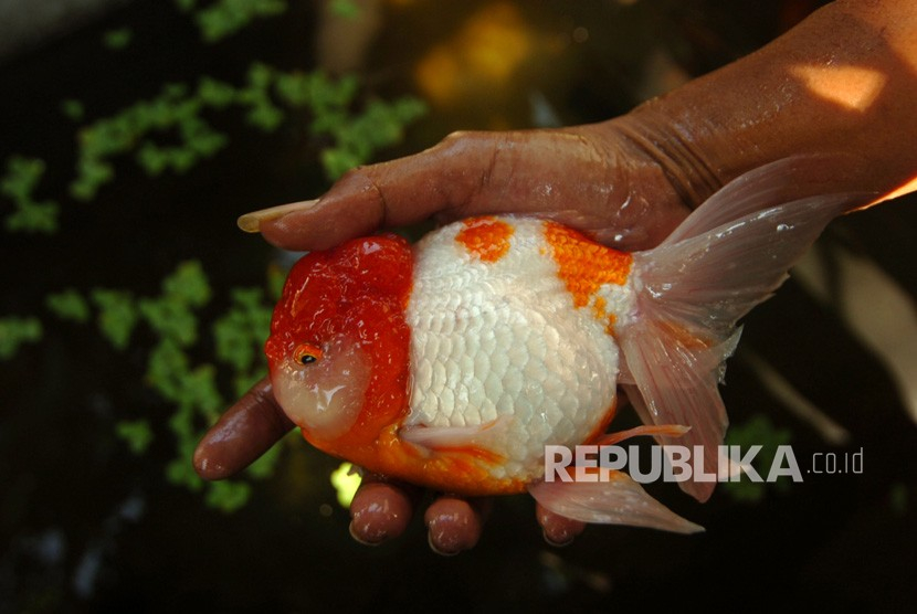 Ikan Tidur. Ikan tidak tidur terlelap tetapi setengah sadar. Foto; Republika