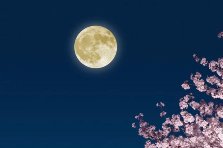 Bulan purnama merah muda atau Pink Moon. Gambar: Getty Images via Space.com