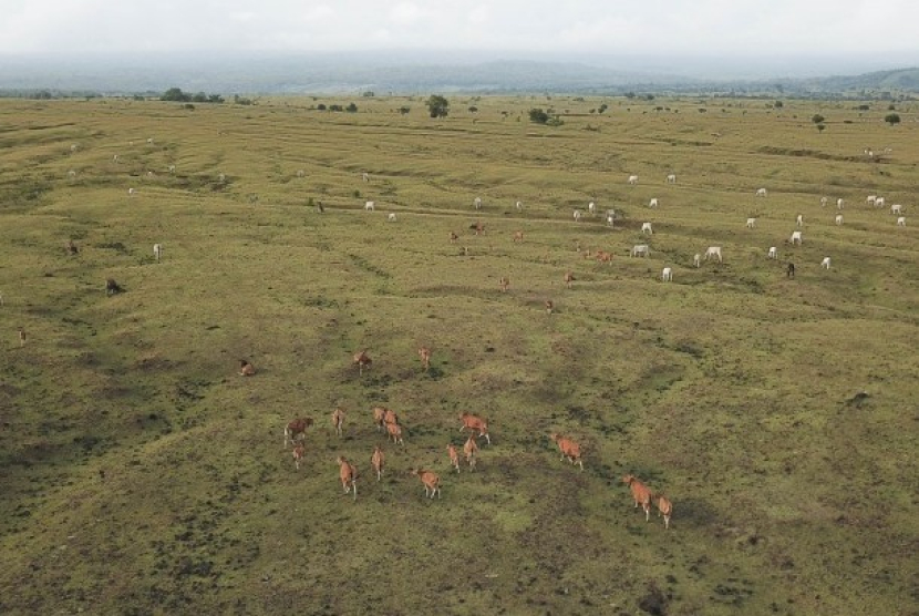 Sejumlah ternak sapi mencari makan di padang savana Doro Ncanga kawasan Gunung Tambora, Kecamatan Pekat, Dompu, Kabupaten Dompu, NTB, Rabu (10/4/2019). Foto: Antara/Ahmad Subaidi