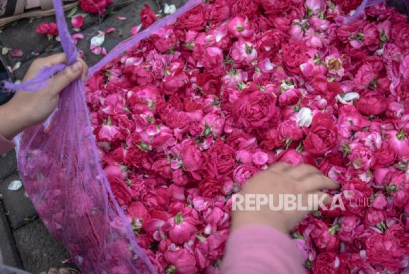 Seorang tengkulak bunga menyortir bunga mawar tabur yang dibeli dari petani di Pasar Bunga Bandungan, Kabupaten Semarang, Jawa Tengah, Kamis (26/1/2023). Foto: ANTARA FOTO/Aji Styawan/rwa.