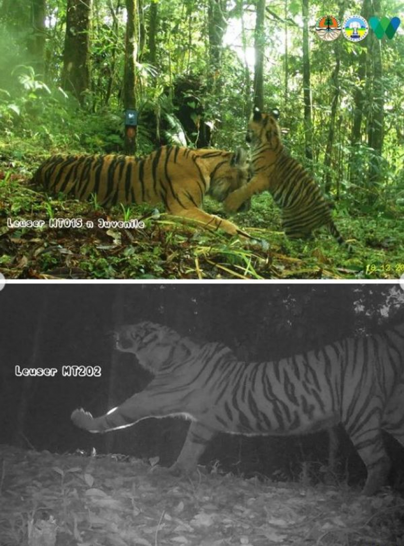 Satu anakan harimau sumatra terpantau kamera jebak Taman Nasional Gunung Leuser/ Foto: @bbtn_gn_leuser