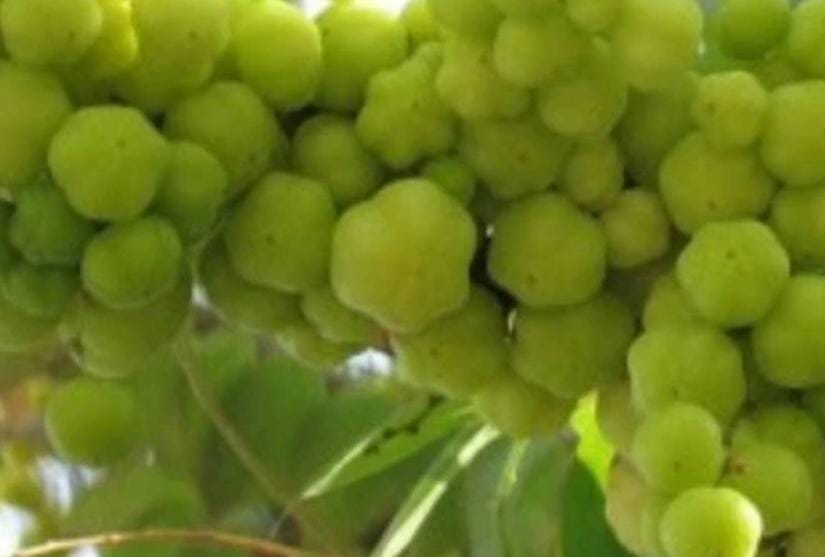 Khasiat Tersembunyi Daun dan Buah Ceremai untuk Kesehatan