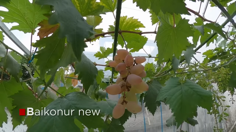 Anggur Baikonur New -- mixgrape
