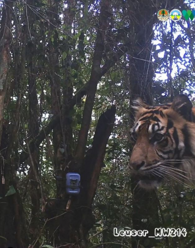 Harimau sumatra terpantau kamera jebak di Taman Nasional Gunung Leuser (2020-2021)/ Foto: @bbtn_gn_leuser