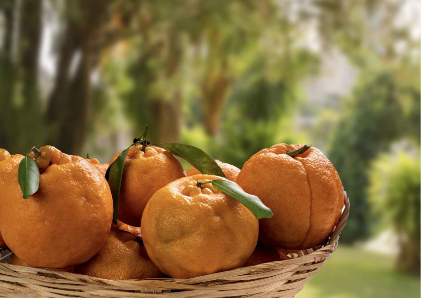 Swatow, jeruk mandarin untuk Hari Raya Imlek 2022/ Foto: Canva