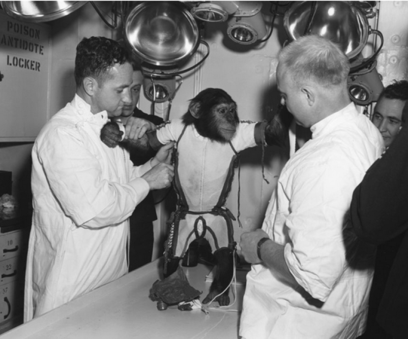 Simpanse bernama Ham usai menyelesaikan misinya pada tahun 1961 ketika para insinyur membuka ritsleting pakaian antariksanya. Gambar: Bettmann/Kontributor/Getty Images melalui Space.com