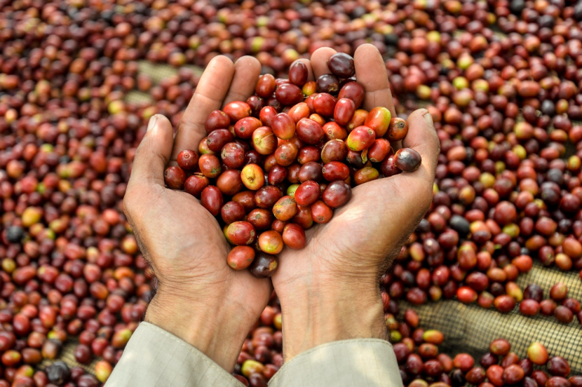 Ceri kopi varietas Typica dari Gunung Puntang (foto: Abdan Syakura)
