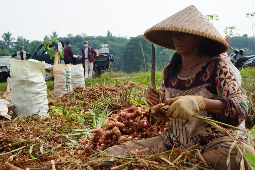 Kampung Hortikultura diharapkan perkuat ketahanan pangan dan kendalikan inflasi. (Dok Kementan)