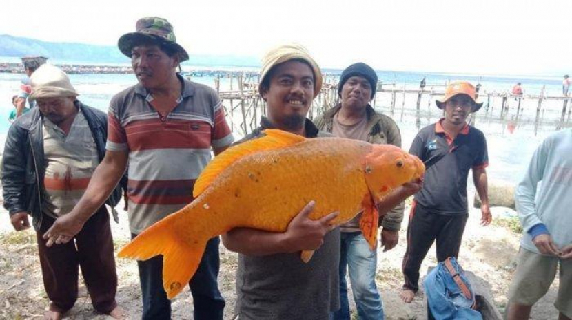 Ikan mas berukuran 15 kilogram ditangkap di Danau Toba pada 7 Agustus 2020. Foto: Facebook Juliarson Saragih.