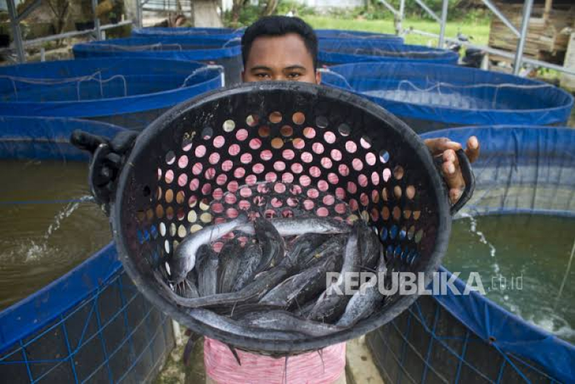 Ilustrasi foto panen ikan lele.