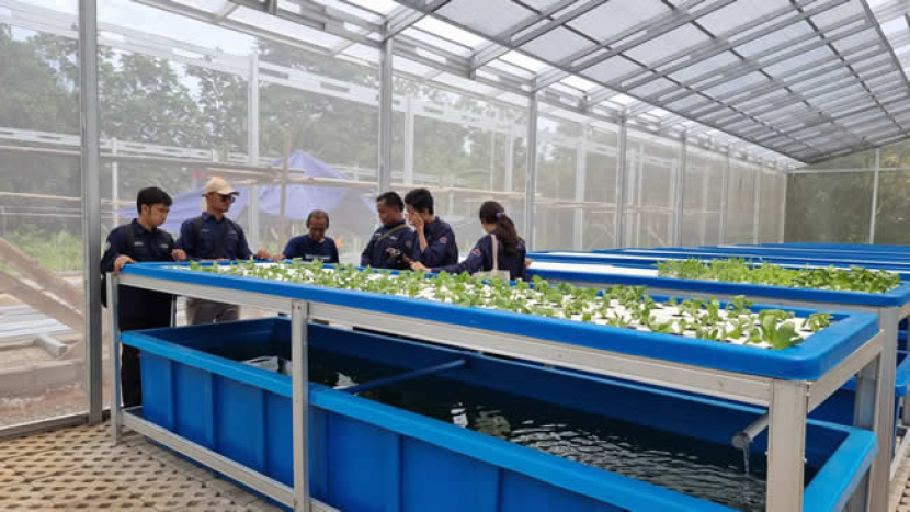 Sistem budidaya tanaman dan ikan dengan sistem aquaponik yang dikembangkan di kawasan Cimanggis, Depok, Jawa Barat
