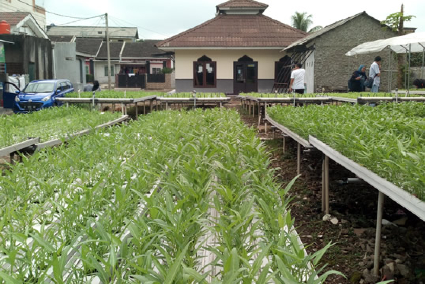 Pertanian hidroponik tanpa green house berpotensi air nutrisi akan bercampur dengan air hujan, sehingga pempengaruhi kadar nutrisi dan berakibat pada pertumbuhan tanaman kurang maksimal