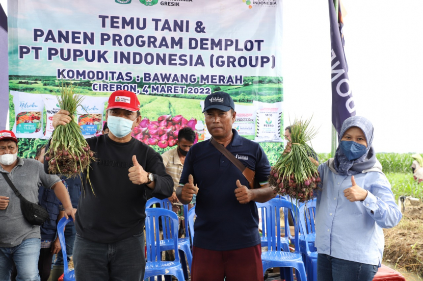 Kepala Dinas Pertanian Kab. Cirebon, Asep Pamungkas (kiri), bersama petani bawang H. Kardah (tengah) dan Veronika Trisna Sukmawati, VP Pengendalian Operasi Pemasaran  Wilayah Barat, Pupuk Indonesia (Persero) saat panen bawang di Cirebon (dok. PKC)