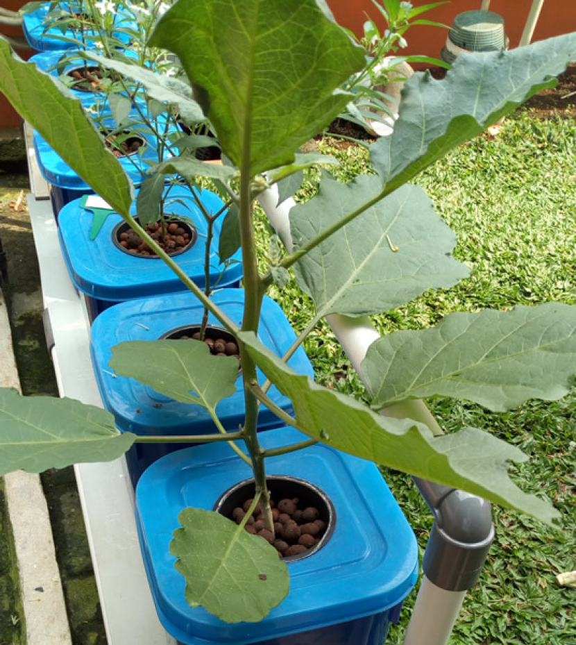 Menanam sayuran buah seperti terong dan cabai dengan sistem dutch buchet bisa menjadi pilihan untuk menanam dilahan sempit halaman rumah.