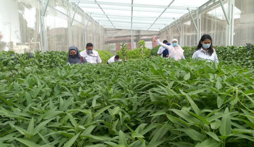 Pertanian hidroponik yang dilengkapi dengan green house akan mengurangi serangan hama serangga dan sejenisnya