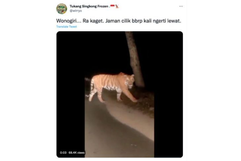 Video penampakan harimau yang diklaim sebagai harimau jawa di Wonogiri, Jawa Tengah. Foto: Tangkapan layar.