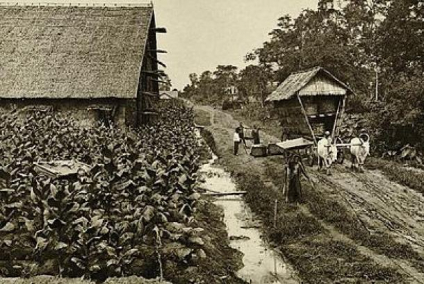 Suasana perkebunan tembalku Deli di awal 1900-an, (foto: KTLV)