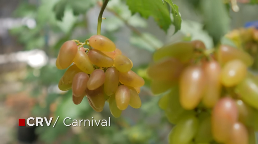 Anggur Carnival -- mixgrape