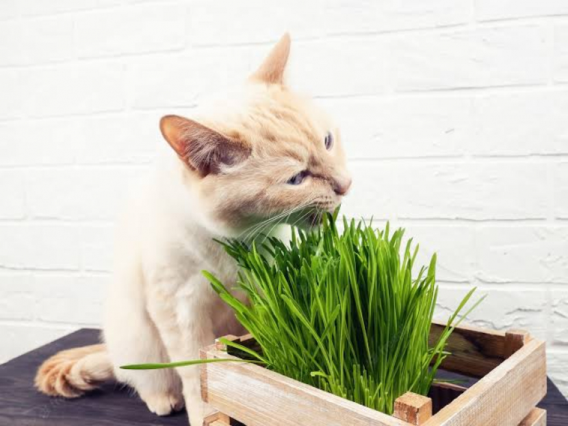 Kucing makan rumput. Foto: Freepik