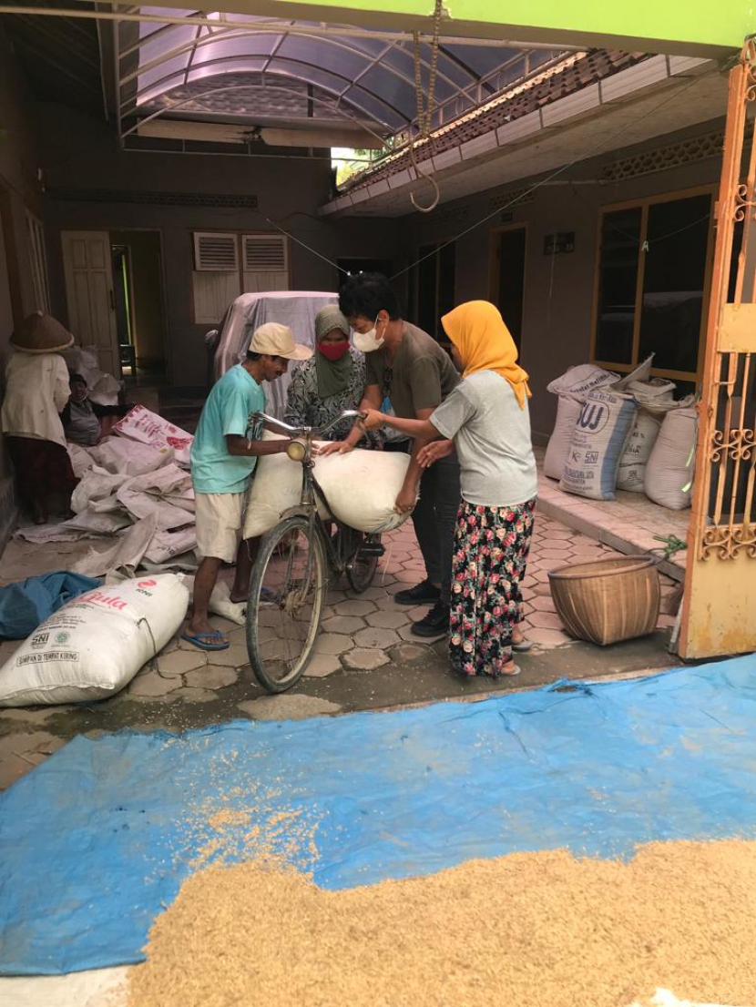 Panen padi melimpah selamatkan petani di desa dari keributan kelangkaan minyak goreng.