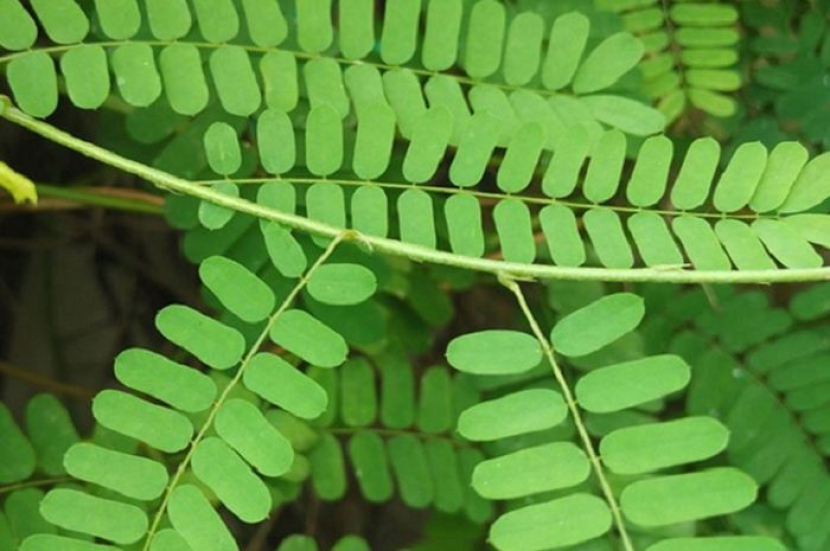 Daun saga banyak terdapat di sekitar rumah.