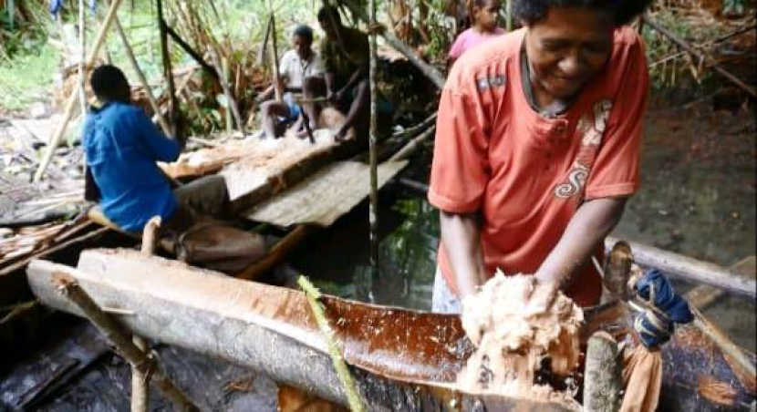 Meli Kalami mengolah hasil pangkuran batang sagu menjadi pati sagu.