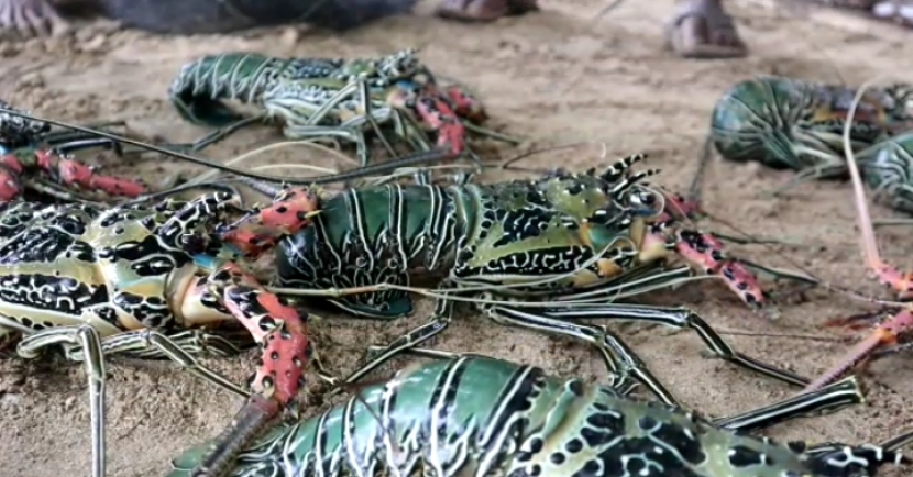 Lobster yang dipanen pada masa buka egek di perairan Malaumkarta, Sorong, Juni-Juli 2022 (foto: Dokumentasi Perkumpulan Generasi Malaumkarta Raya).