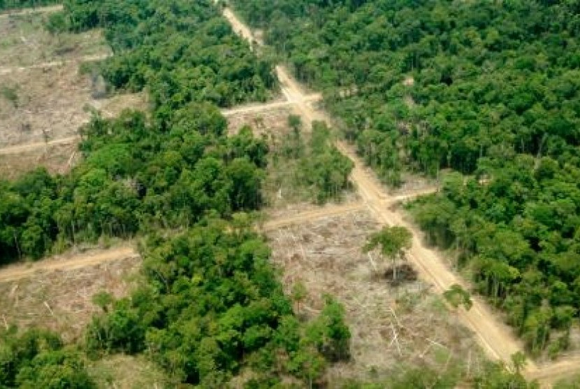 Tutupan hutan semakin berkurang/ Foto: Republika