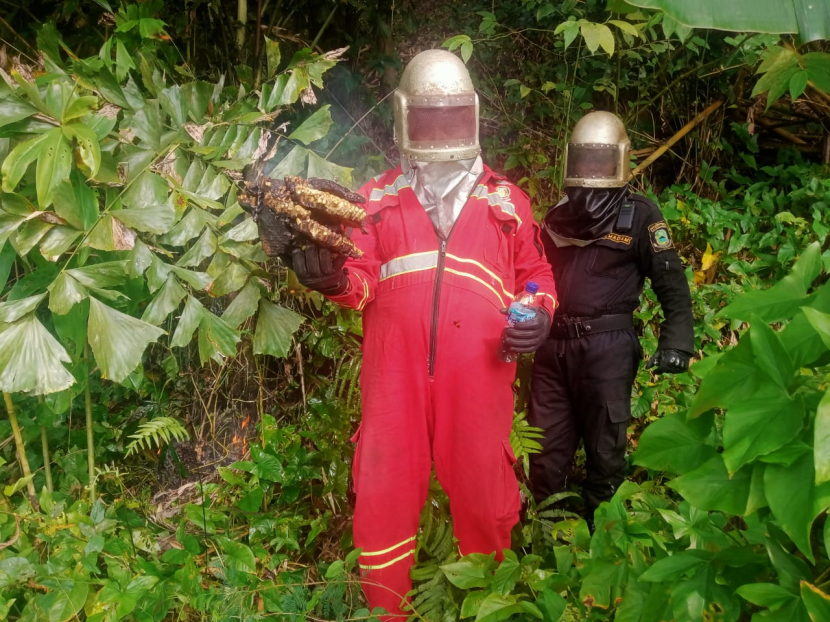 Petugas Pemadam Kebakaran Kabupaten Kuningan mengevakuasi sarang tawon. (Dok Damkar Kuningan)