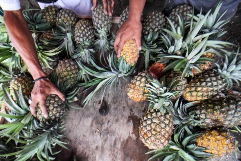 Pembeli memilih buah nanas di kawasan reklamasi Mon Geudong, Lhokseumawe, Aceh, Sabtu (8/5/2021). 6 Ramuan Herbal Prof Hembing untuk Menurunkan Kolesterol. Foto: ANTARA/Rahmad