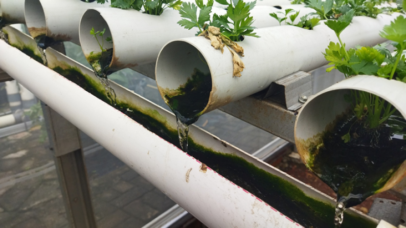 Lumut yang menempel pada talang instalasi hidroponik harus dibersihkan agar tidak mengganggu pertumbuhan tanaman yang sedang kita budidayakan