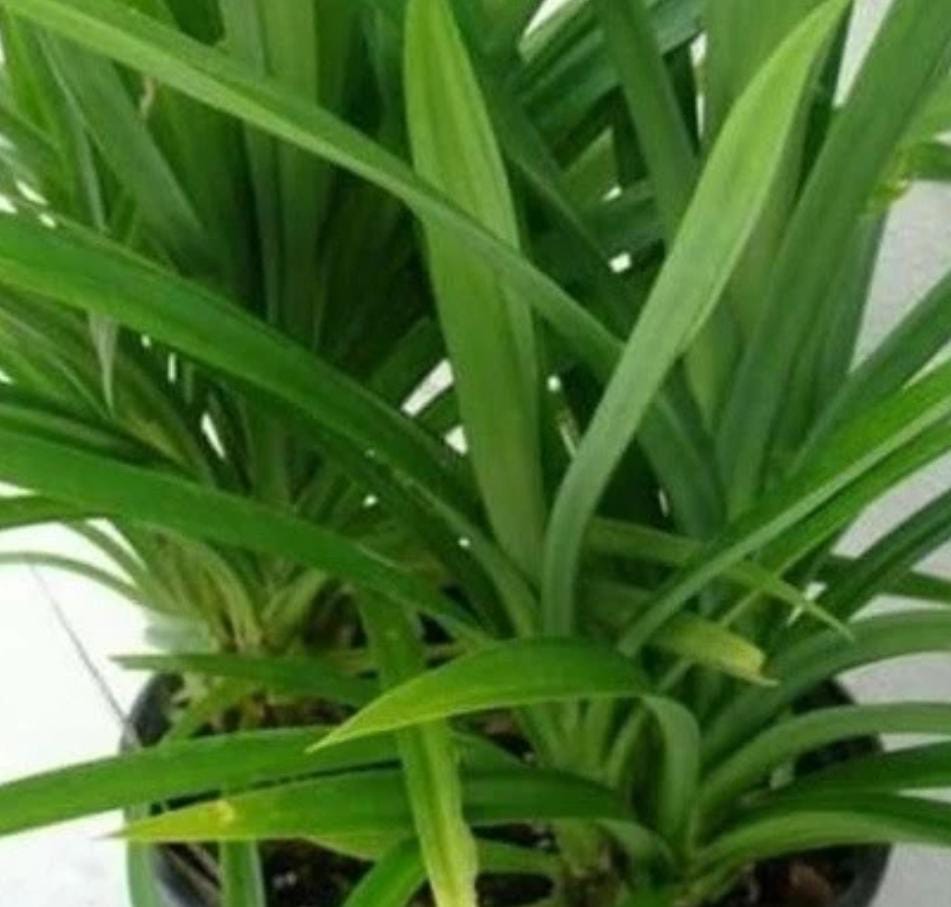 The Benefits of Pandan Leaves: A Natural Secret for Body and Mind Health