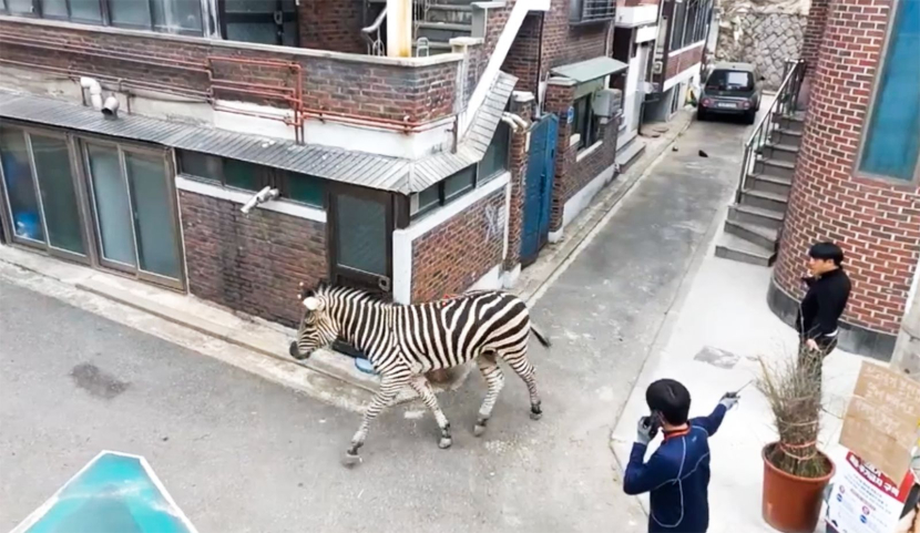 Seekor zebra kabur dari kebun binatang di Seoul. Dok: CNN International