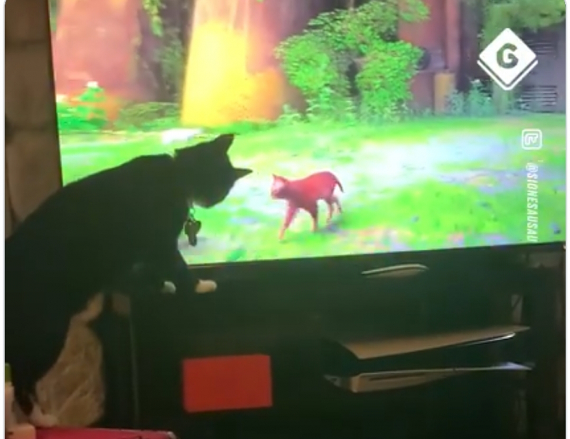 Kumpulan reaksi kucing saat memainkan game Stray. Foto: Tangkapan layar facebook Gamingbibble