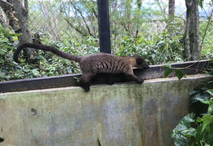 Luwak dalam penangkaran di Desa Tawardi, Aceh Tengah.