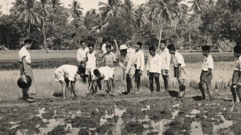 Menanam padi di pedalaman Jawa tahun 1930-an. (ilustrasi)