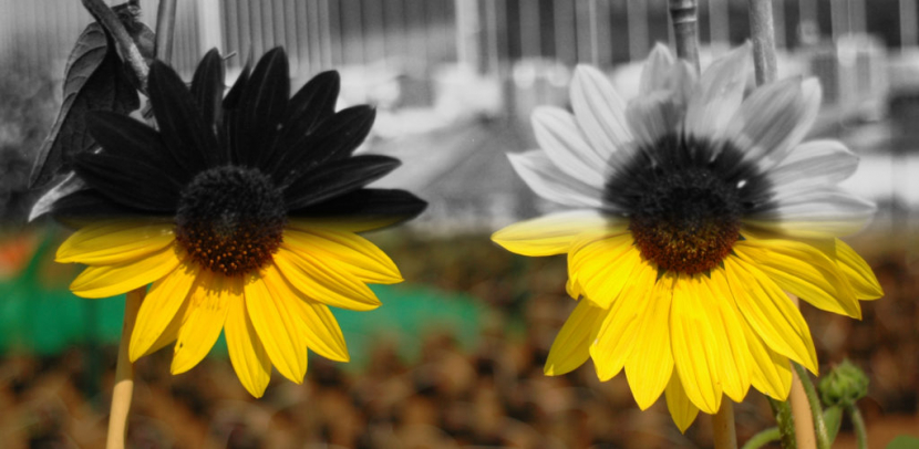 Pola UV bullseyes bunga matahari menggunakan pandangan serangga (atas) dan manusia (bawah)/ Foto: Universitas British Columbia
