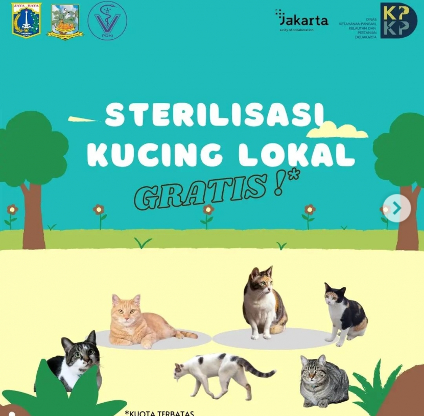 Sejahterakan kucing jalanan dengan sterilisasi: Foto: Instagram sudin_kpkp_jaksel