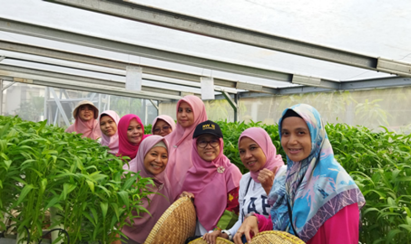 Urban Farming Kelompok Tani Pagertani Maharaja Depok Jawa Barat melakukan panen kangkung hidroponik