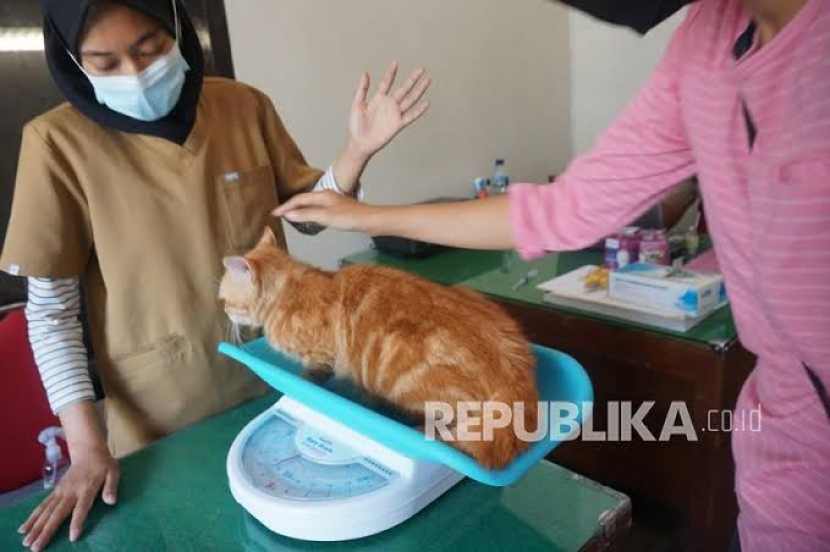 Puskeswan Depok mengadakan program sterilisasi kucing gratis untuk pemilik KTP Depok. Foto: Antara/Destyan Sujarwoko
