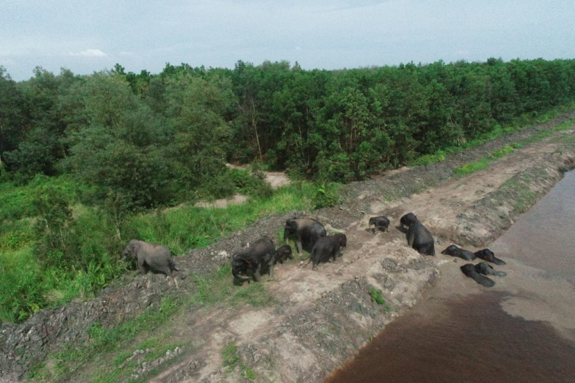 Gajah sumatra. (Dok Belantara Foundation)