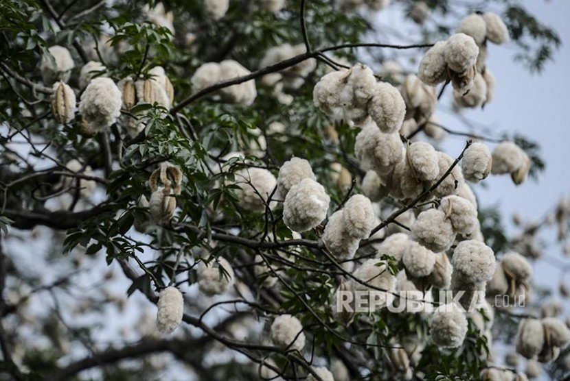 Serat kapas atau katun merupakan salah satu bahan pakaian yang banyak digunakan di dunia. Bahan ini ternyata berdampak buruk untuk lingkungan. (Republika)