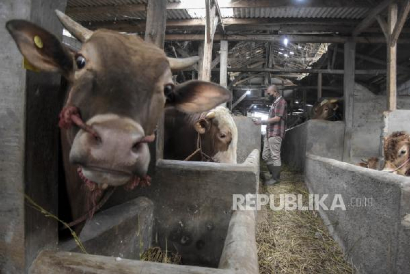 Ilustrasi hewan kurban. Doa Menyembelih Hewan Kurban, Begini Urutannya. Foto: Republika/Abdan Syakura