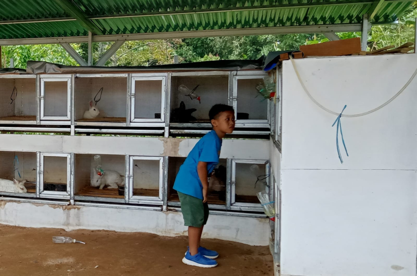 Seorang anak sedang memperhatikan kelinci di kandang di Taman Edukasi Kejulasi, Nagari Lasi, Kecamatan Candung, Kabupaten Agam, Sumatra Barat.