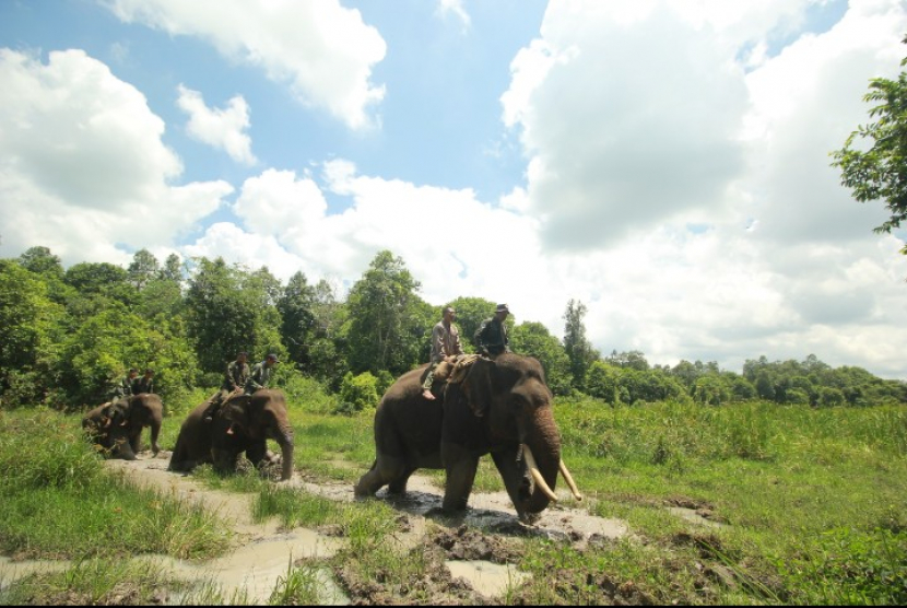 Gajah patroli (Foto TFCA-Sumatera-ERU TNWK)